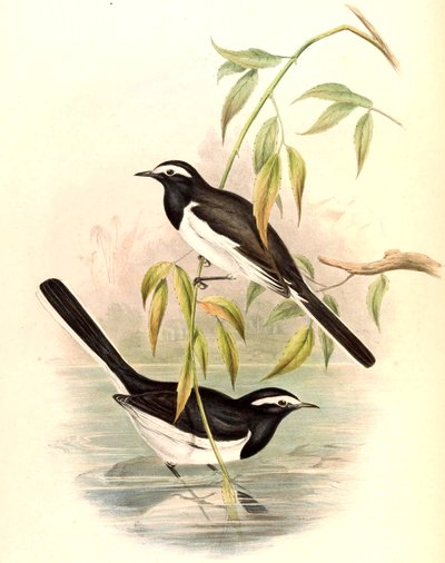 Konipas bělohlavý (Konipas velký) Motacilla maderaspatensis Gmelin od John Gould