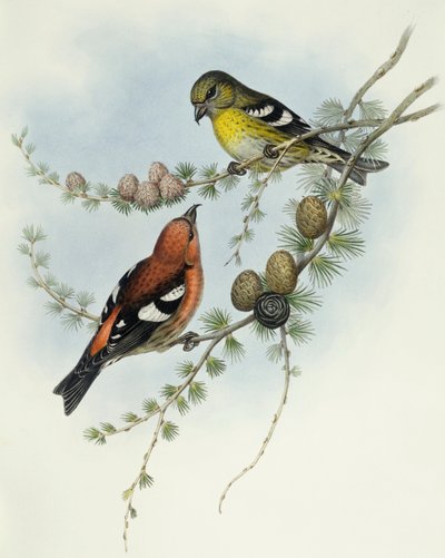 Kříženec bělokřídlý (Loxia leucoptera), rytina John Gould od John Gould