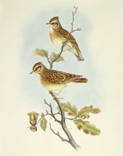 Skřivan lesní (Lullula arborea), rytina John Gould od John Gould