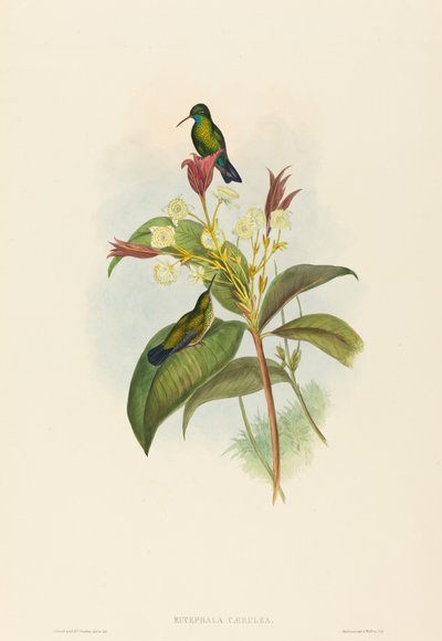 Safír s modrou bradou od John Gould and H.C. Richter