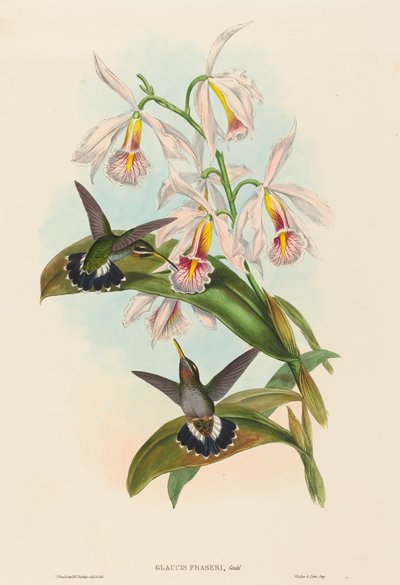 Glaucis fraseri (Fraserův ostnatý krk) od John Gould and H.C. Richter