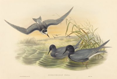 Hydrochelidon nigra od John Gould and H.C. Richter