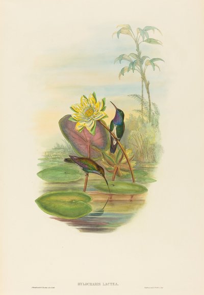 Hylocharis lactea (smaragd safírový) od John Gould and H.C. Richter