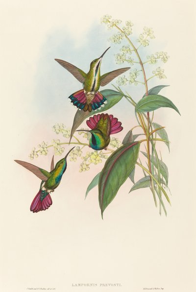 Lampornis probošt od John Gould and H.C. Richter