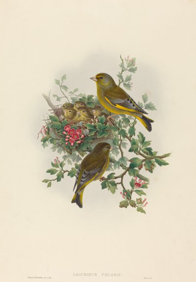 Ligurinus chloris (zelenák zelený) od John Gould and H.C. Richter