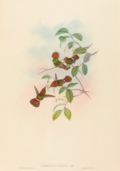 Spangled Coquette od John Gould and H.C. Richter