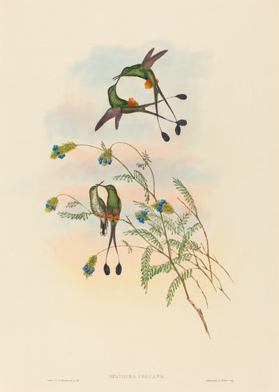 Spathura peruana (peruánský Racket-Tail) od John Gould and H.C. Richter