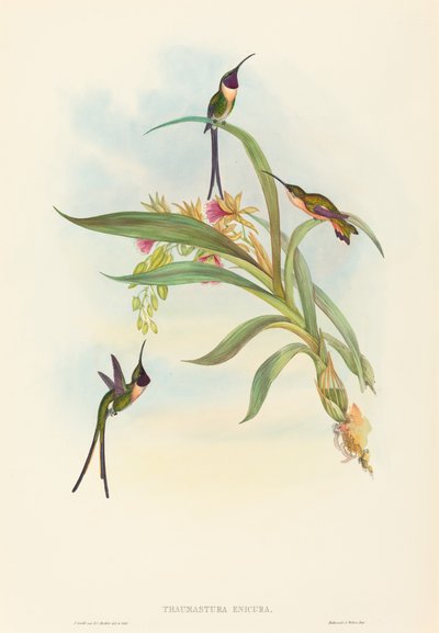 Tharmastura enicura (Slender Shear-Tail) od John Gould and H.C. Richter