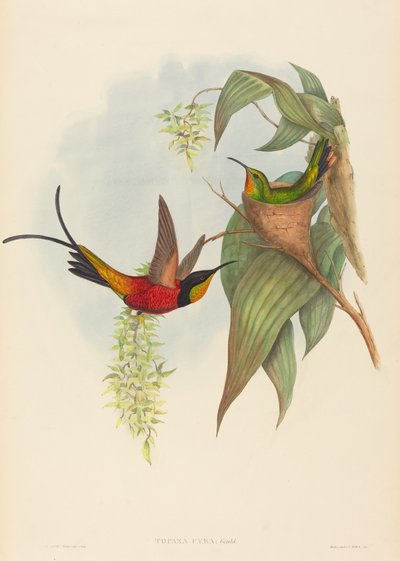 Topaz pyra (pohádkový topaz) od John Gould and H.C. Richter