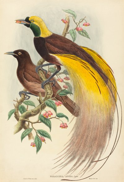 Bird of Paradise (Paradisea apoda) od John Gould and W. Hart