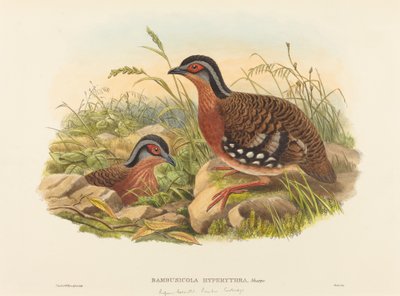 Bambusová koroptev rufous-breasted (Bambusicola Hyperythra) od John Gould and W. Hart