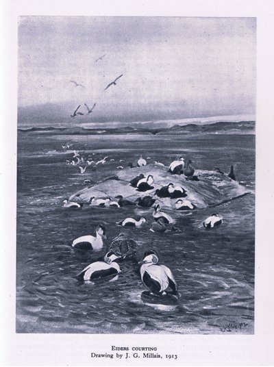 Eiders courting, Nature in Britain vydané Collinsem, 1946 od John Guille Millais