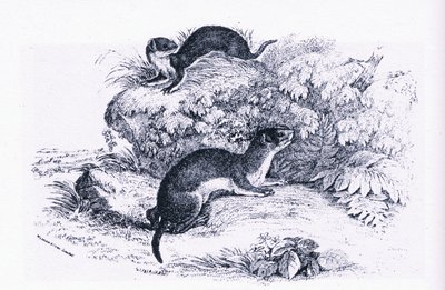 Studie jezevců, příroda v Británii vydané Collinsem od John Guille Millais