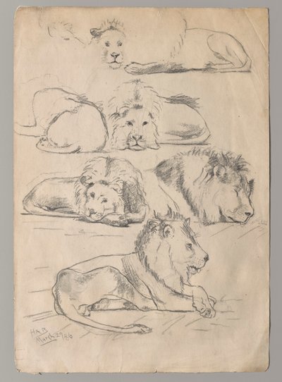 Studie lvů od John Haberle