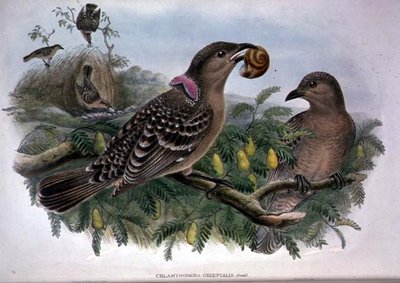 Chlamydera Orientalis (barevné lito) od John and Hart William Gould