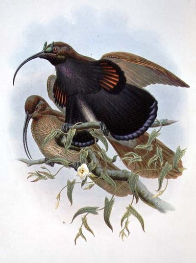 Drepanornis Albertisi (barevné lito) od John and Hart William Gould