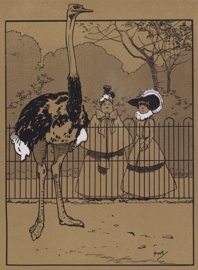 Pštrosí peří (barva lito) od John Hassall