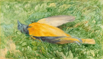Golden Robin (Northern Oriole) od John Henry Hill