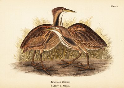 Bučák americký, Botaurus lentiginosus, samec 1, samice 2 od John James (after) Audubon