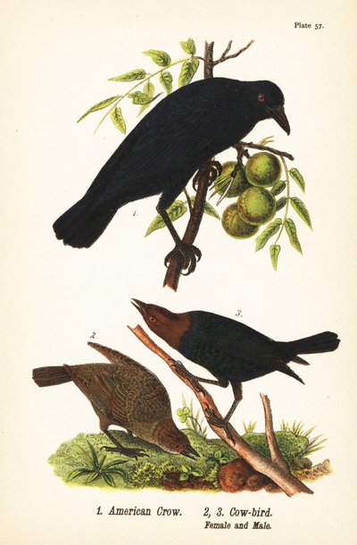 Vrána americká, Corvus brachyrhynchos 1, a hnědohlavý kovboj, Molothrus ater, samice 2 a samec 3 od John James (after) Audubon