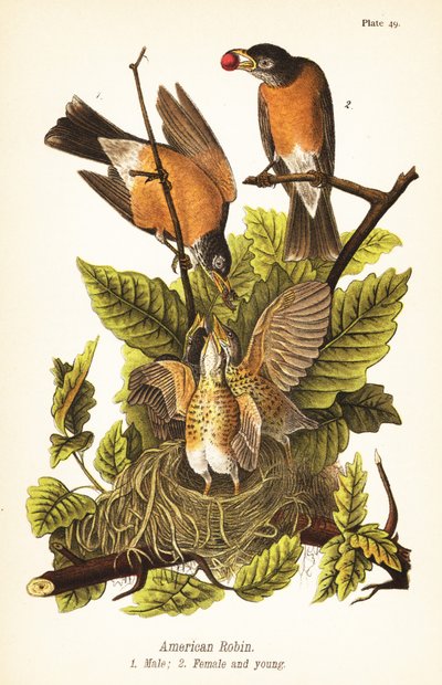 Červenka americká, Turdus migratorius, samec 1, samice 2 a mláďata v hnízdě od John James (after) Audubon