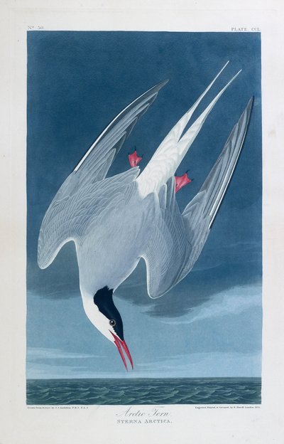 Rybák polární, ptáci Ameriky od John James (after) Audubon
