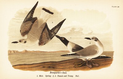 Racek Bonaparte, Chroicocephalus philadelphia, samec jaro 1, samice 2 a mládě 3 v podzimním opeření od John James (after) Audubon