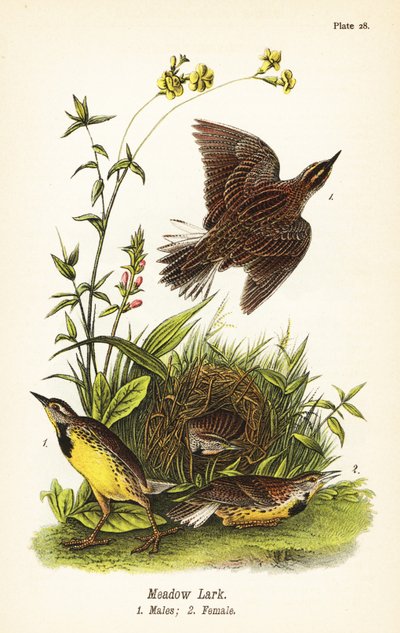 Skřivan východní, Sturnella magna od John James (after) Audubon