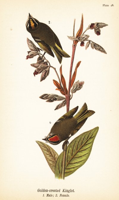 Králík se zlatou korunou, Regulus satrapa od John James (after) Audubon