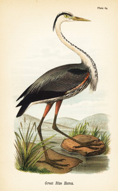 Velká modrá volavka, Ardea herodias od John James (after) Audubon