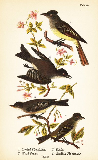 Lejsek chocholatý, Myiarchus crinitus 1, phoebe východní, Sayornis phoebe 2, lejsek lesní, Contopus viridis 3, a lejsek akadový, Empidonax virescens 4 od John James (after) Audubon