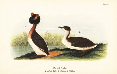 Potápka rohatá, Podiceps auritus, dospělý samec 1 a samice v zimním opeření od John James (after) Audubon