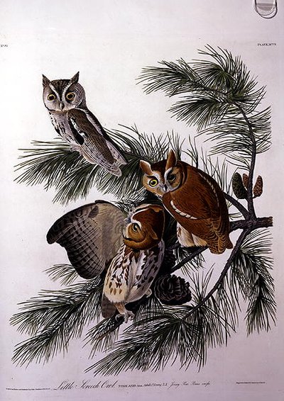 Little Screech Owl, z 
