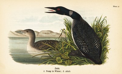 Loon, Gavia immer, mládě v zimě 1, dospělý 2 od John James (after) Audubon