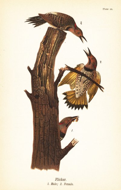 Severní záblesk, Colaptes auratus od John James (after) Audubon