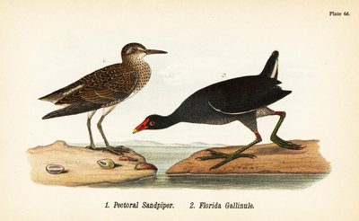 Jespák prsní, Calidris melanotos 1, a gallinula obecná, Gallinula galeata 2 od John James (after) Audubon