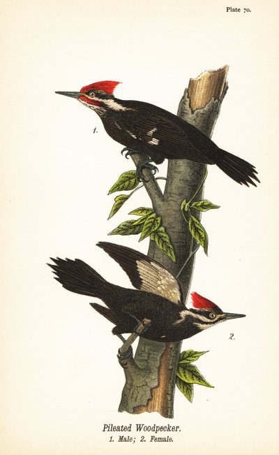 Datel hrbatý, Dryocopus pileatus, samec 1, samice 2 od John James (after) Audubon