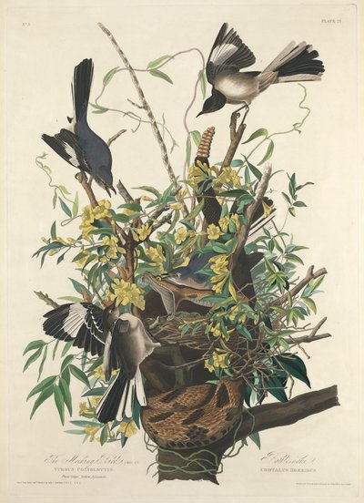 Posměvavý pták od John James (after) Audubon