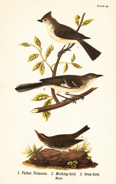 Sýkora chocholatá, Baeolophus bicolor, posměch severní, Mimus polyglottos a trouba, Seiurus aurocapilla od John James (after) Audubon