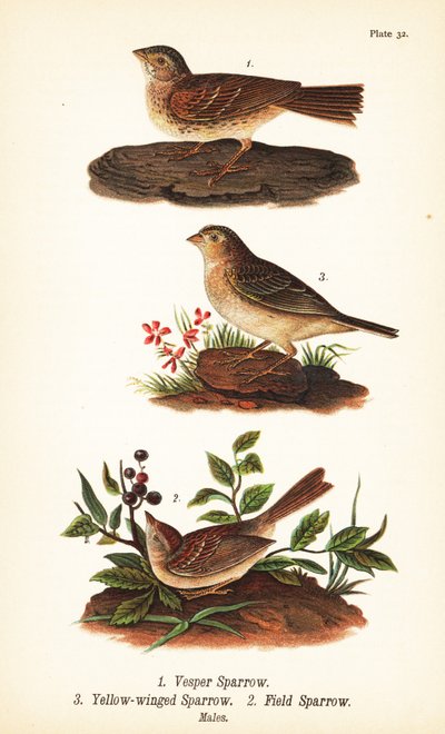 Vesper vrabec, Pooecetes gramineus 1, vrabec kobylkový, Ammodramus savannarum 2 a vrabec polní, Spizella pusilla 3 od John James (after) Audubon
