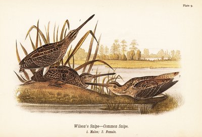 sluka Wilsonova nebo sluka obecná, Gallinago delicata, samci 1, samice 2 od John James (after) Audubon