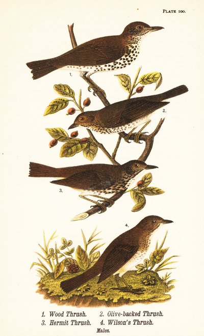 Drozd lesní, Hylocichia mustelina 1, drozd Swainsonův, Catharus ustulatus 2, drozd olivovník nebo poustevník, Catharus guttatus 3 a drozd plavý neboli drozd Wilsonův, Catharus fuscescens 4 od John James (after) Audubon