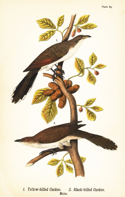 Kukačka žlutozobá, Coccyzus americanus 1, a kukačka černozobá, Coccyzus erythropthalmus 2, samci od John James (after) Audubon