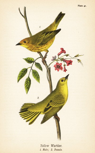 Pěnice žlutá, Setophaga petechia, samec 1, samice 2 od John James (after) Audubon