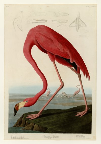 431 Americký plameňák od John James Audubon