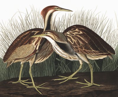 Bubák americký, Botaurus Lentiginosus, z "The Birds of America" od Johna J. Audubona, hospoda. 1827-38 od John James Audubon