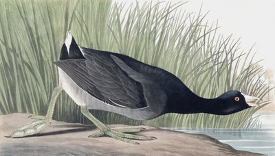 Lyska americká, Fulica Americana, z "The Birds of America" od Johna J. Audubona, hospoda. 1827-38 od John James Audubon