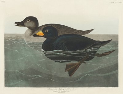 Kachna americká z knihy „Birds of America“ (1827) od John James Audubon