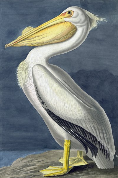 Americký bílý pelikán, Pelecanus Erythhrorhynchos, z "The Birds of America" od Johna J. Audubona, hospoda. 1827-38 od John James Audubon