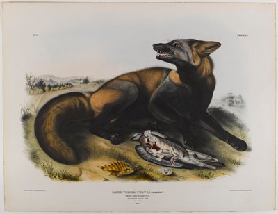 Americký kříženec lišky od John James Audubon